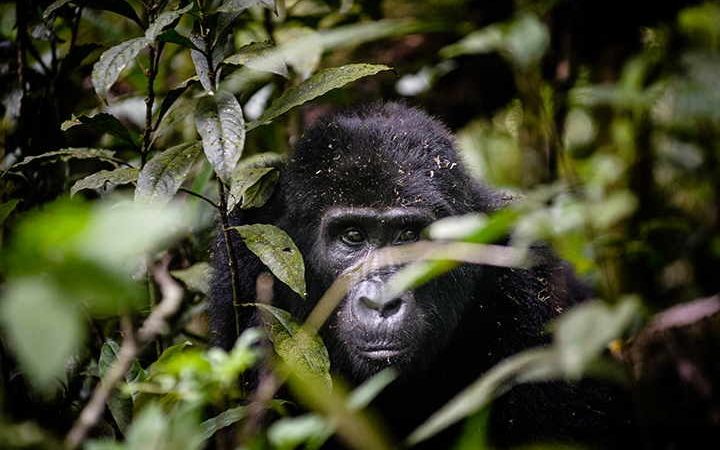 Gorilla trekking in Africa During COVID-19 | Uganda, Rwanda, Congo