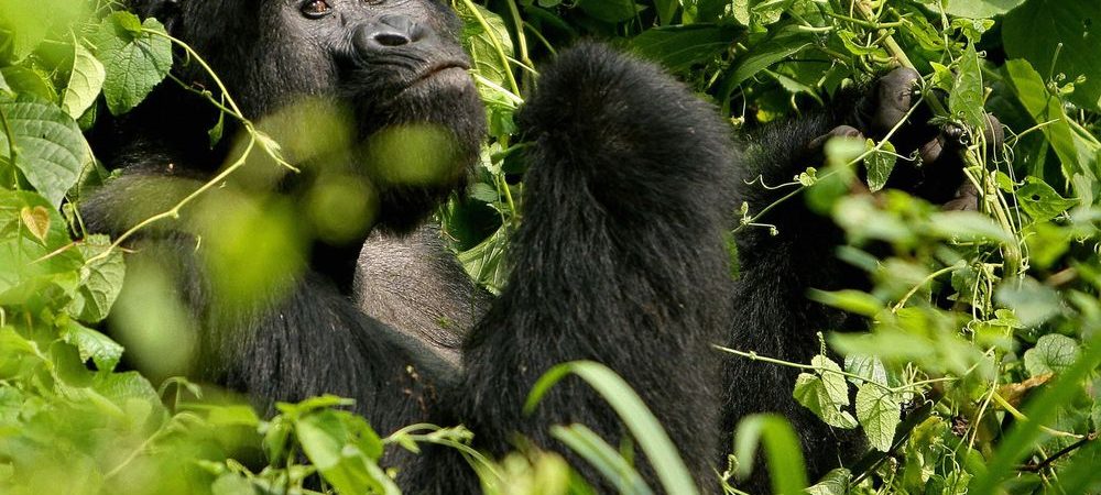 Gorilla Trekking Discounts in Uganda During COVID-19