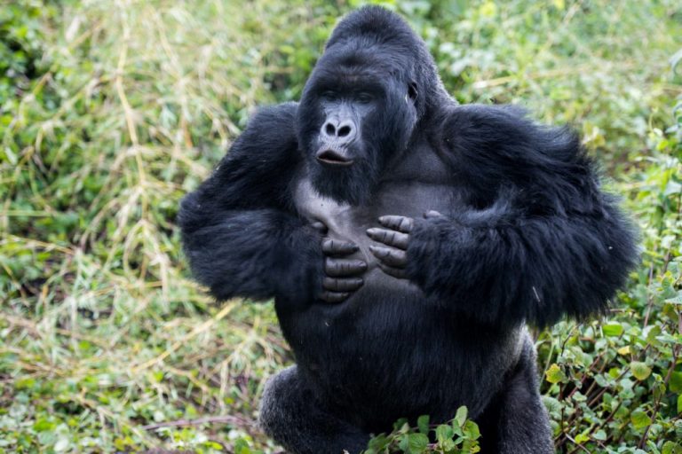 Are Gorillas Friendly Gorilla Trekking In Africa Gorilla Trekking