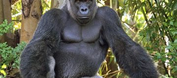 Eastern Lowland Gorilla Trekking Safari in Kahuzi Biega National Park