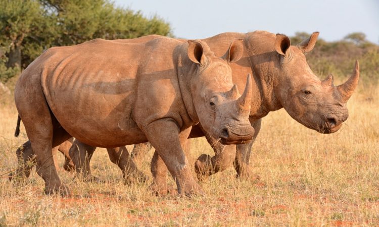 Visiting Akagera National Park in 2025