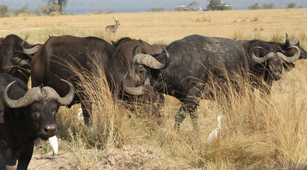 A game drive in Kidepo Valley National Park