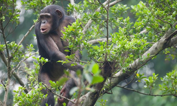 5 Days Rwanda Chimpanzee Trek, Karisimbi Hike and Gorilla Safari