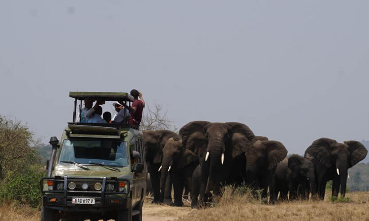 Discovering the Wilderness of Akagera National Park