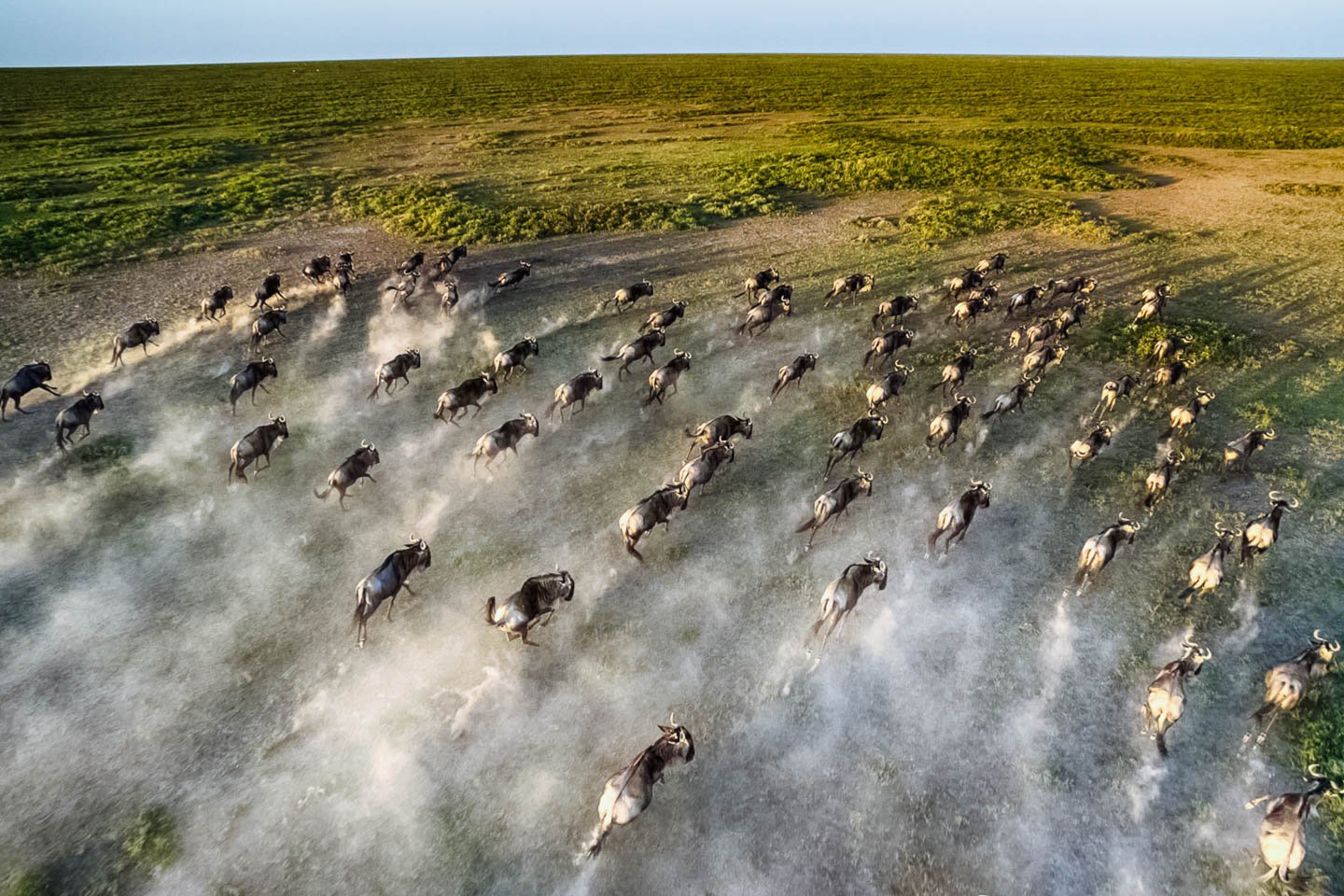 The Great Wildebeest Migration | Tanzania Safaris | Kenya Safaris