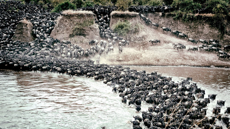 The Great Wildebeest Migration River Crossings | Tanzania | Kenya