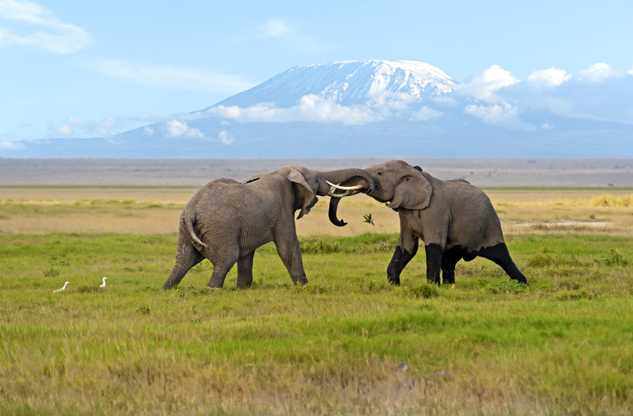 Amboseli National Park | Kenya Wildlife Safaris | Kenya Safari Tours