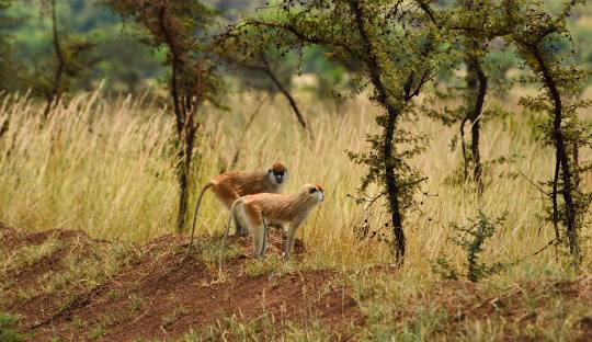 Pian Upe Game Reserve