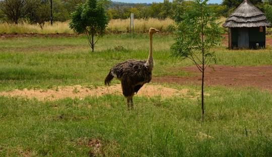 Pian Upe Game Reserve