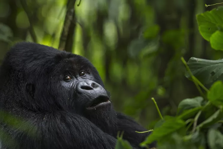 Frequently asked Questions About Mountain Gorilla Trekking