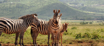 A day on an East African safari