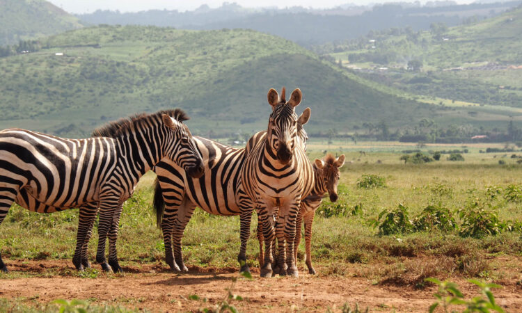 A day on an East African safari