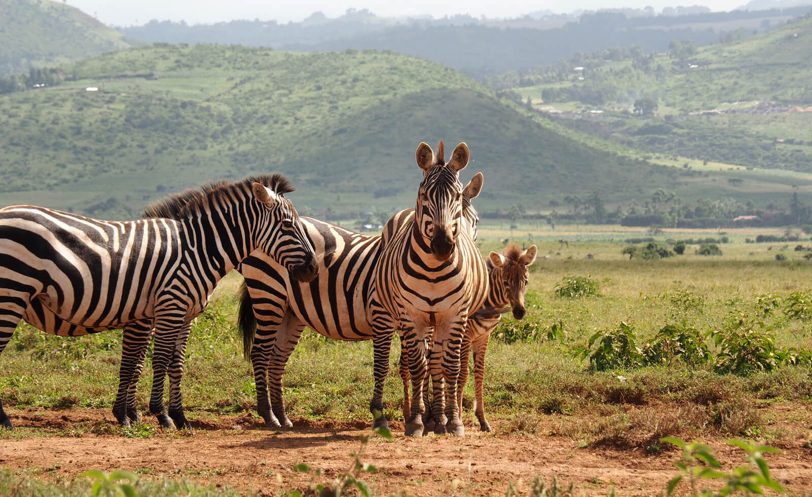 Lewa Wildlife Conservancy