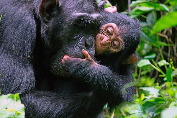 Reasons to Track Chimpanzees in Kibale National Park