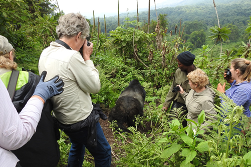 Where to have a photography safari in Rwanda