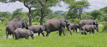 What to know about Tarangire National Park