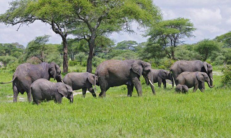 What to know about Tarangire National Park