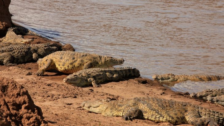 Top reasons to Visit Sibiloi National Park in Kenya