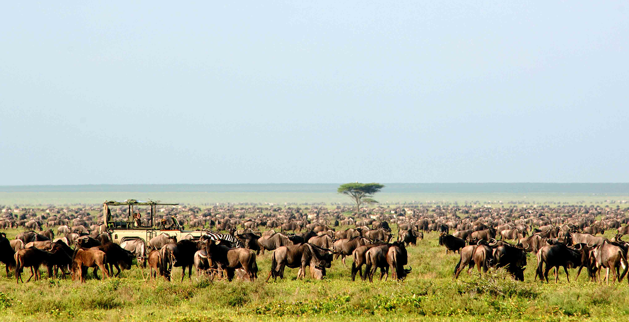 6 Days Tanzania Classic Wildlife Safari