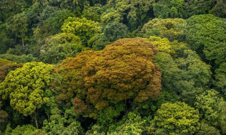 The Flora of Gishwati Forest