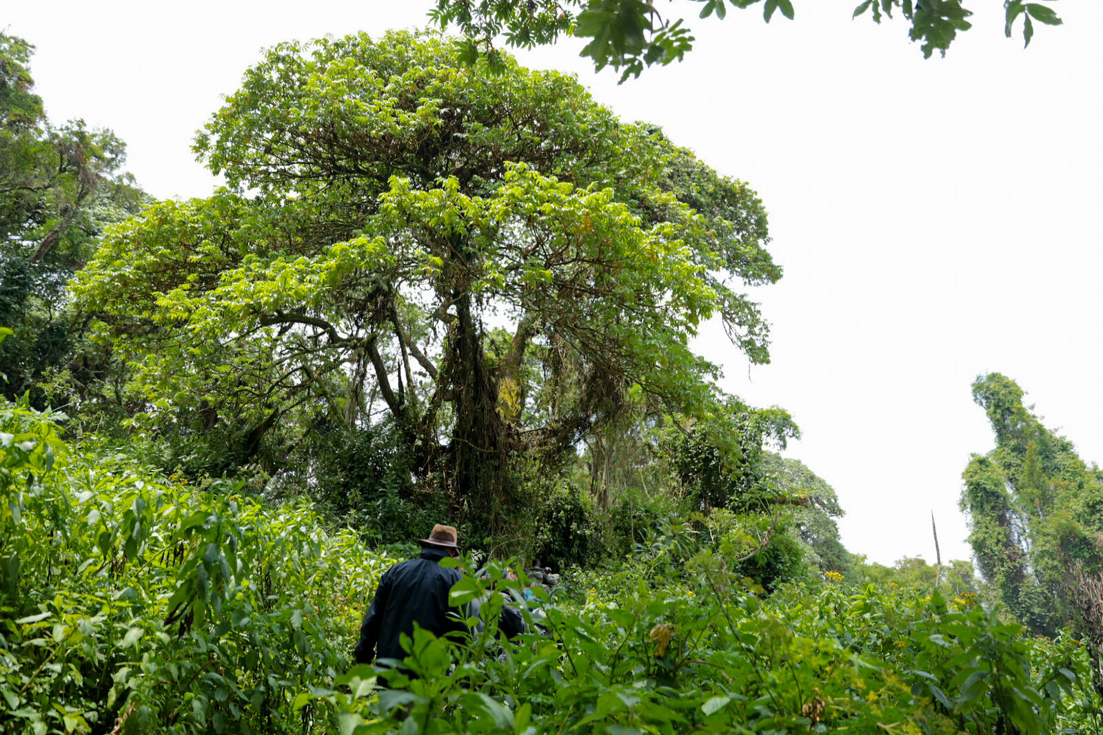 The Flora of Gishwati Forest