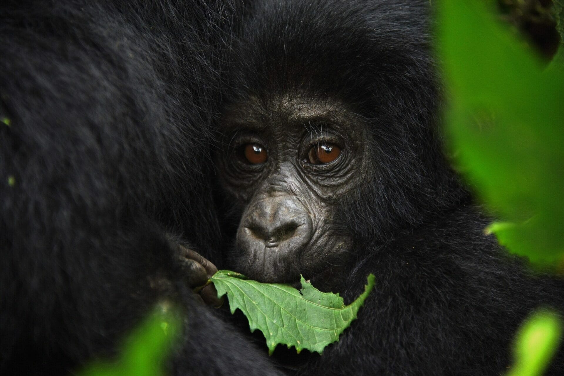 Safety during gorilla trekking in Rwanda and Uganda